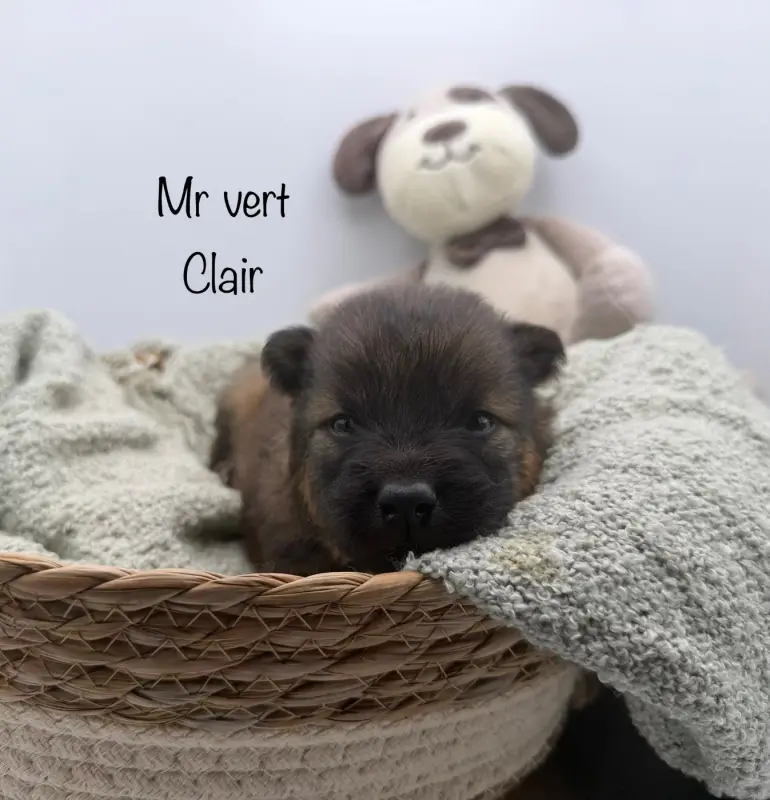 Bud, Eurasier, élevage Du Domaine d'Alvheim
