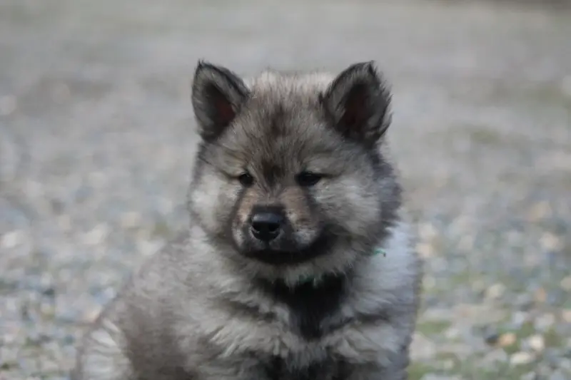 Collier vert foncé, Eurasier, élevage Du Domaine d'Alvheim