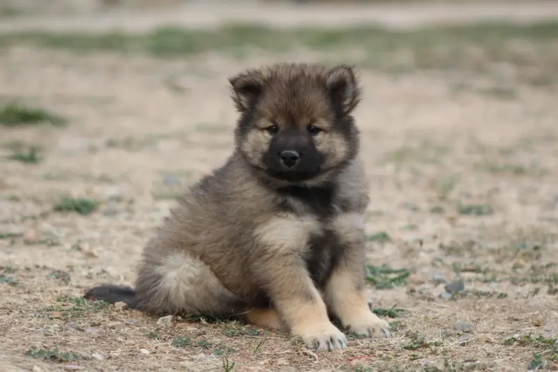 Bounty, Eurasier, élevage Du Domaine d'Alvheim