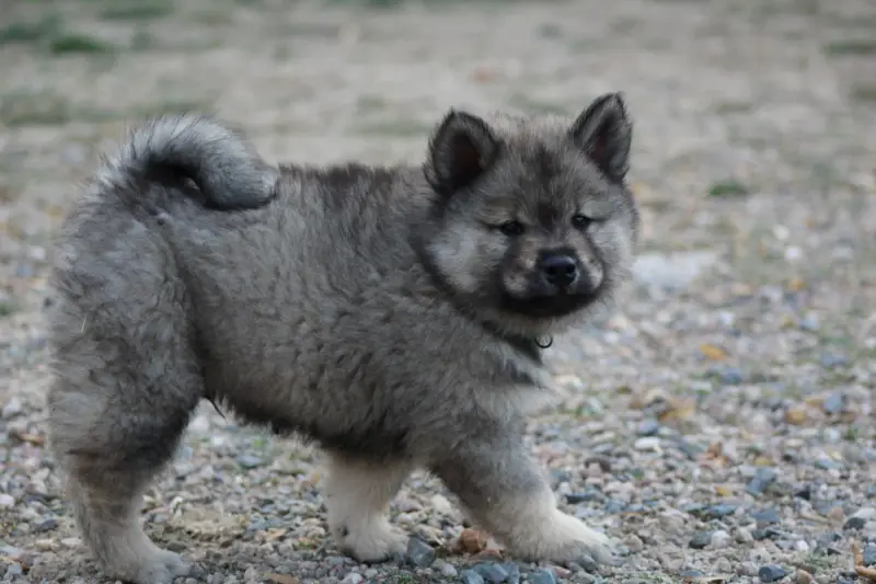 Collier vert clair, Eurasier, élevage Du Domaine d'Alvheim