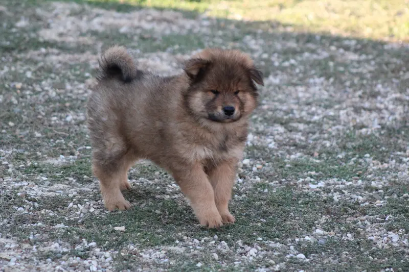 Bolt, Eurasier, élevage Du Domaine d'Alvheim