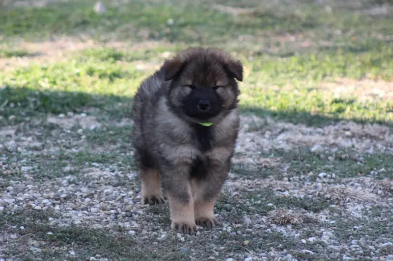 Portée de Eurasier, élevage Du Domaine d'Alvheim