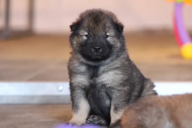 Portée de Eurasier, élevage Du Domaine d'Alvheim