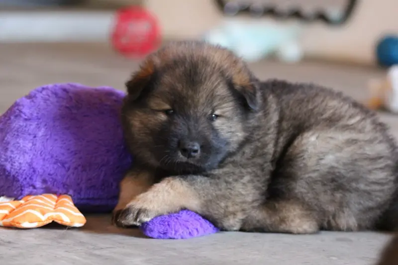 Portée de Eurasier, élevage Du Domaine d'Alvheim
