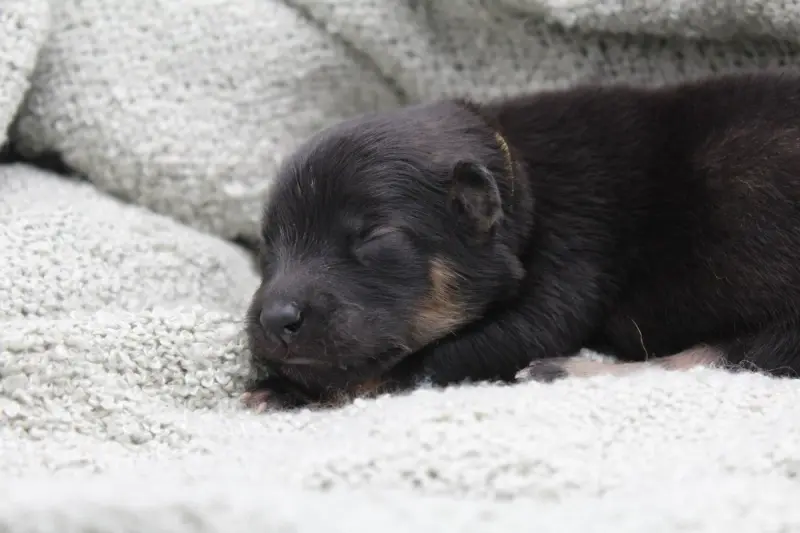 Portée de Eurasier, élevage Du Domaine d'Alvheim