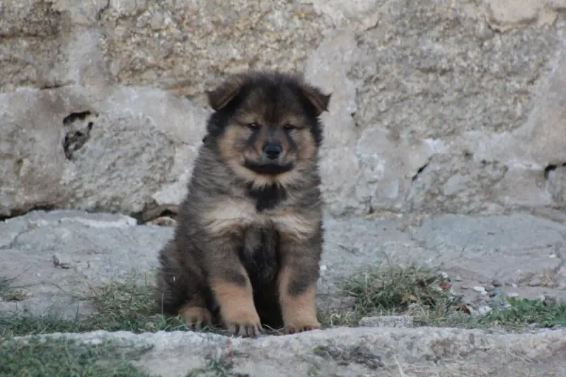 Portée de Eurasier, élevage Du Domaine d'Alvheim