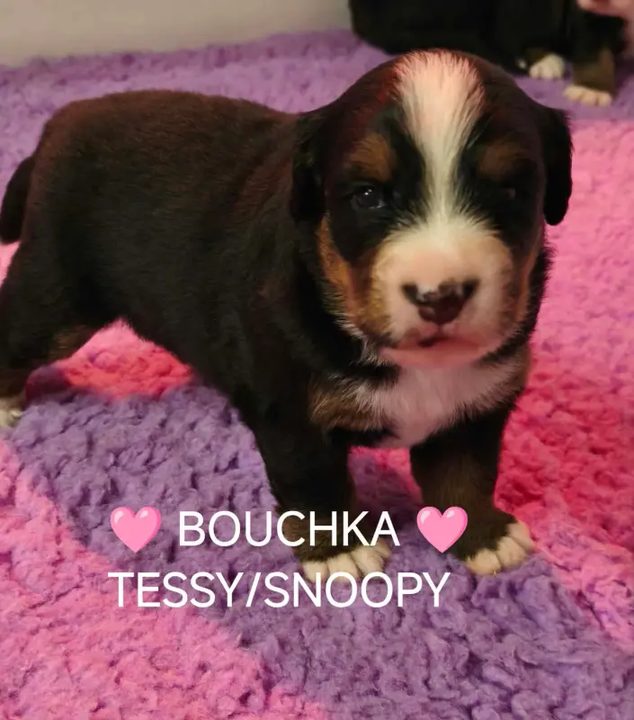 Collier Rose BOUCHKA, Bouvier bernois, élevage Du Pays d'Auge Fleury