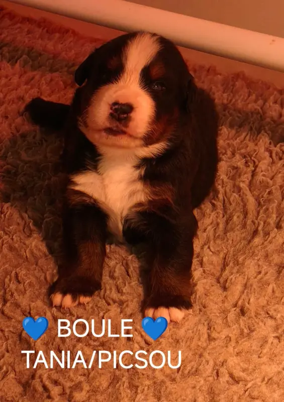 boule, Bouvier bernois, élevage Du Pays d'Auge Fleury