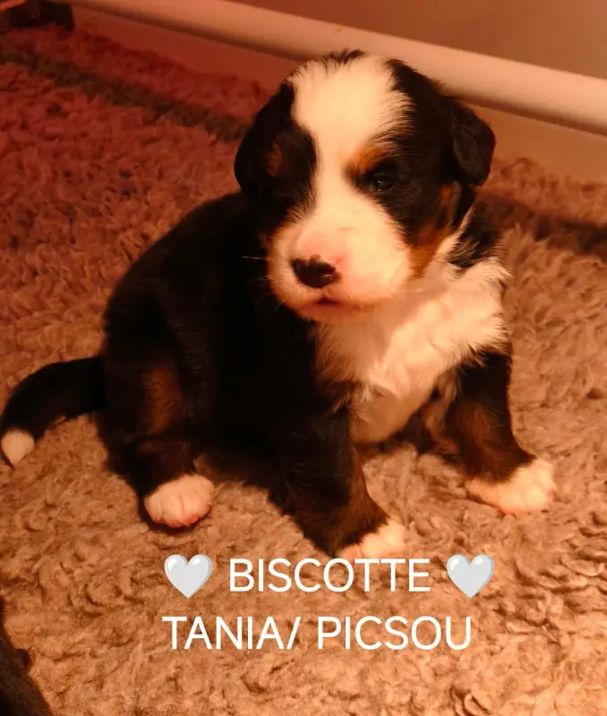 biscotte, Bouvier bernois, élevage Du Pays d'Auge Fleury