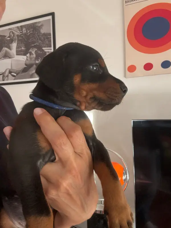 Chiot, Dobermann, élevage Capax Infiniti