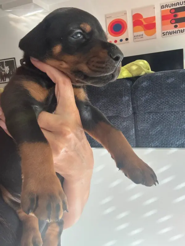 Chiot, Dobermann, élevage Capax Infiniti