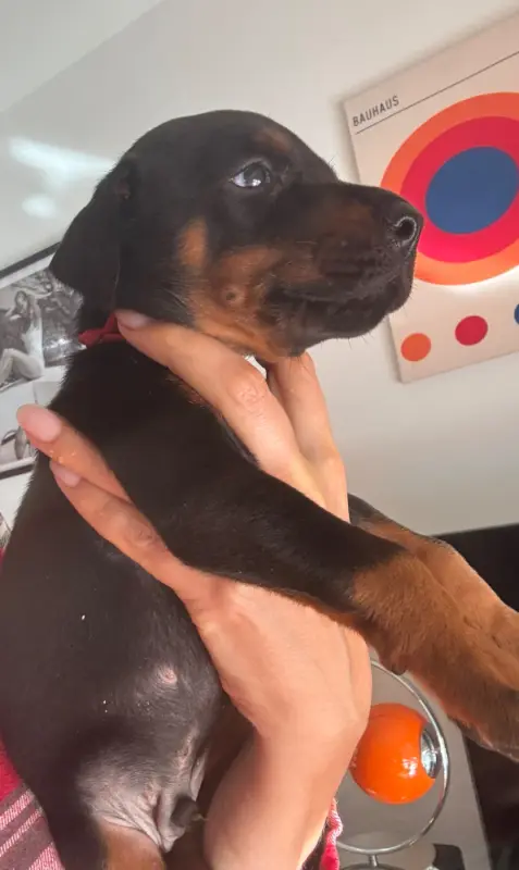 Chiot, Dobermann, élevage Capax Infiniti
