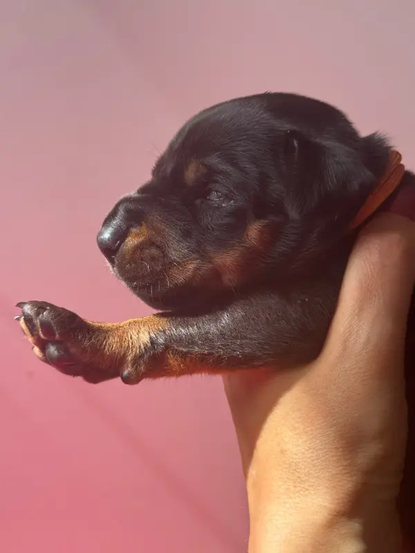 Chiot, Dobermann, élevage Capax Infiniti