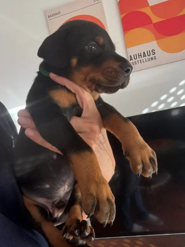 Chiot, Dobermann, élevage Capax Infiniti