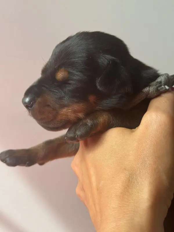Chiot, Dobermann, élevage Capax Infiniti