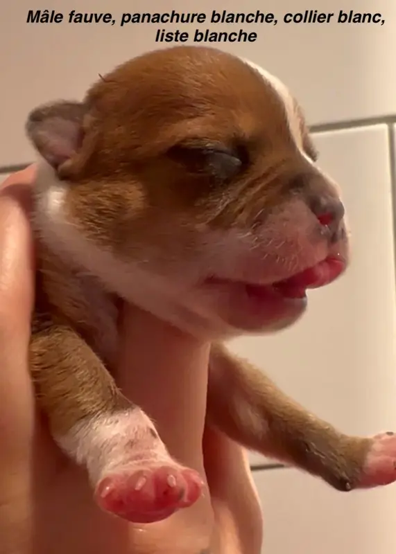 Chiot, Staffordshire bull terrier, élevage Du Royaume de Babylone