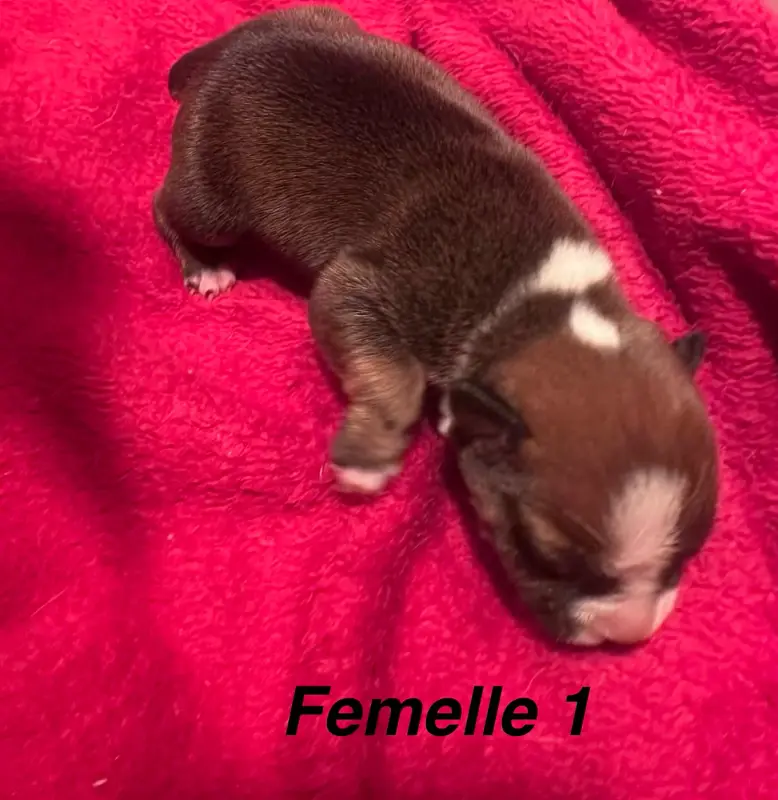 Chiot, Staffordshire bull terrier, élevage Du Royaume de Babylone