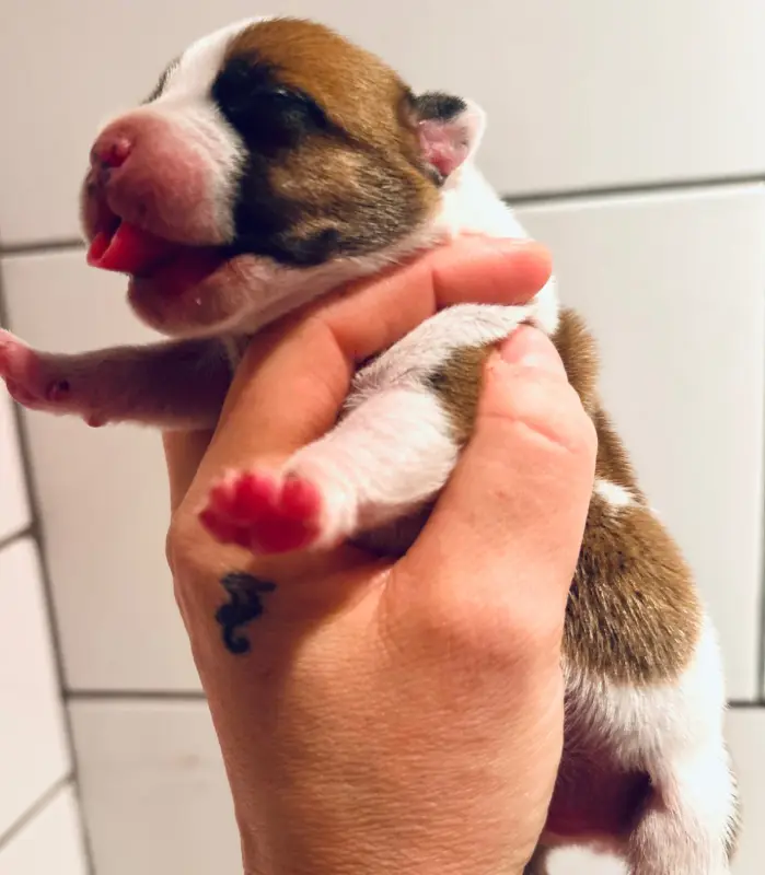 Chiot, Staffordshire bull terrier, élevage Du Royaume de Babylone