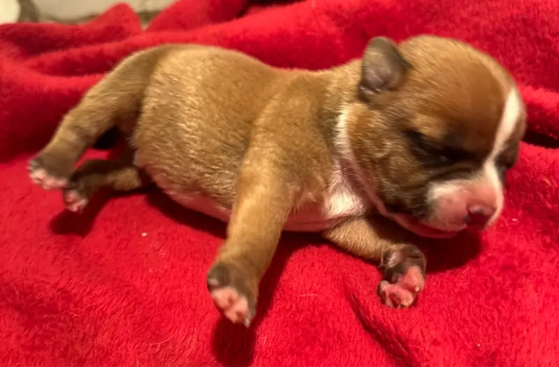Chiot, Staffordshire bull terrier, élevage Du Royaume de Babylone