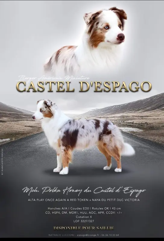 Photo de l'élevage Du Castel d'Espago