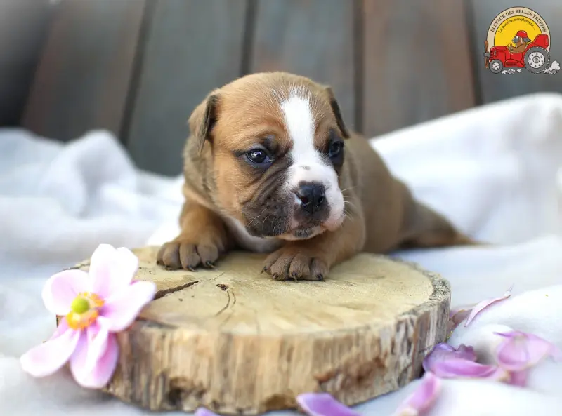 Mâle Collier Rouge, Bulldog continental, élevage Des Belles Truffes