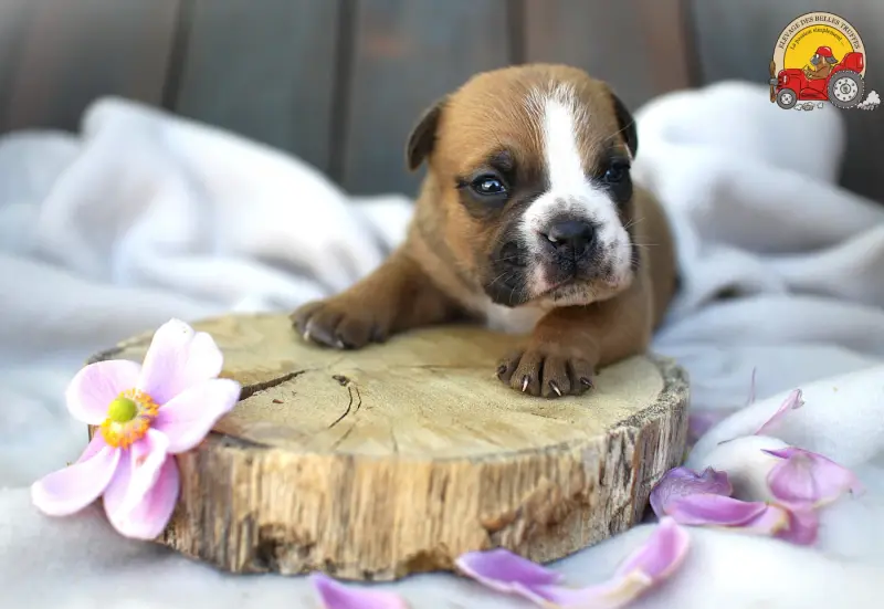 Mâle Collier Bleu, Bulldog continental, élevage Des Belles Truffes