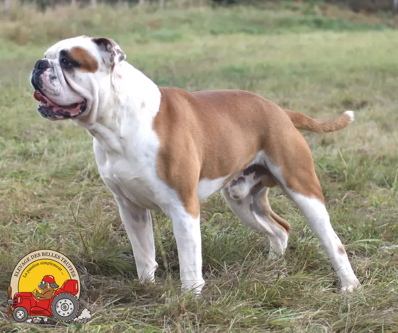 Père de la portée de Bulldog continental, élevage Des Belles Truffes
