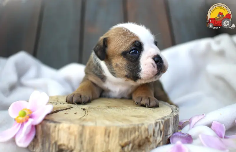 Femelle Collier Jaune, Bulldog continental, élevage Des Belles Truffes