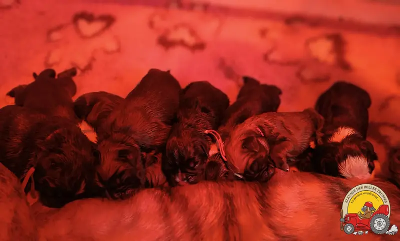 Portée de Boxer, élevage Des Belles Truffes