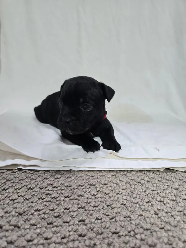 Chiot, Staffordshire bull terrier, élevage Du Domaine des Rois Canins