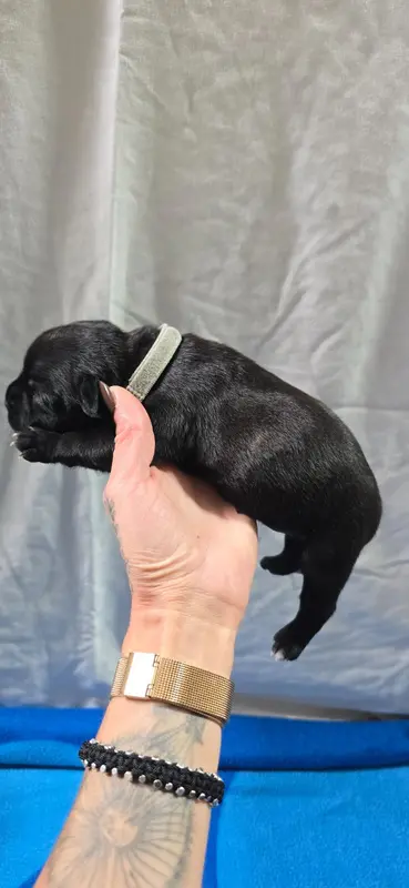 Portée de Staffordshire bull terrier, élevage Du Domaine des Rois Canins