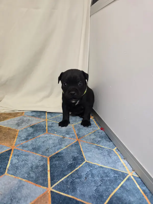 Chiot, Staffordshire bull terrier, élevage Du Domaine des Rois Canins