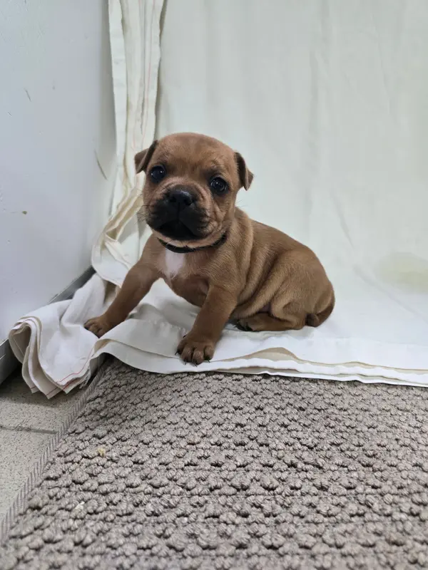 Chiot, Staffordshire bull terrier, élevage Du Domaine des Rois Canins