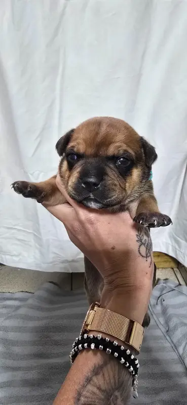 Chiot, Staffordshire bull terrier, élevage Du Domaine des Rois Canins