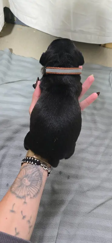 Photo de l'élevage Du Domaine des Rois Canins