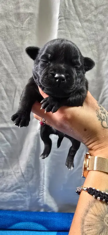Portée de Staffordshire bull terrier, élevage Du Domaine des Rois Canins