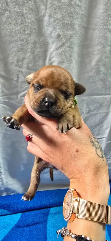 Portée de Staffordshire bull terrier, élevage Du Domaine des Rois Canins