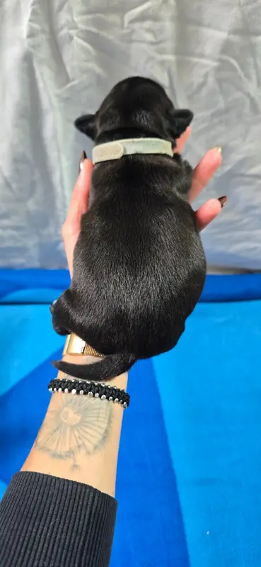 Portée de Staffordshire bull terrier, élevage Du Domaine des Rois Canins