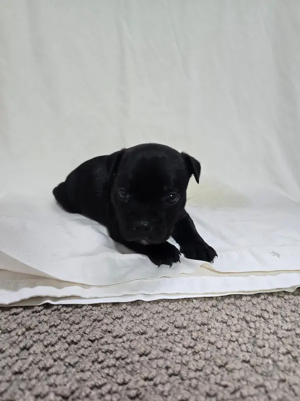 Portée de Staffordshire bull terrier, élevage Du Domaine des Rois Canins