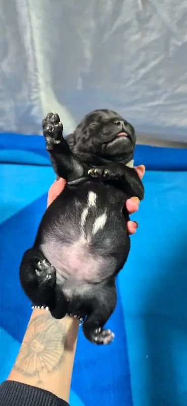 Portée de Staffordshire bull terrier, élevage Du Domaine des Rois Canins