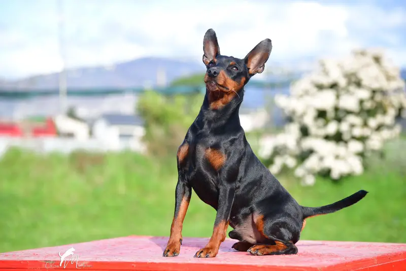 Portée de Pinscher nain, élevage Of Black Crystal Shadow