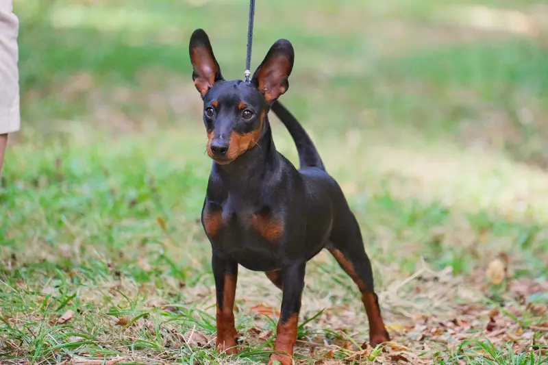 Portée de Pinscher nain, élevage Of Black Crystal Shadow