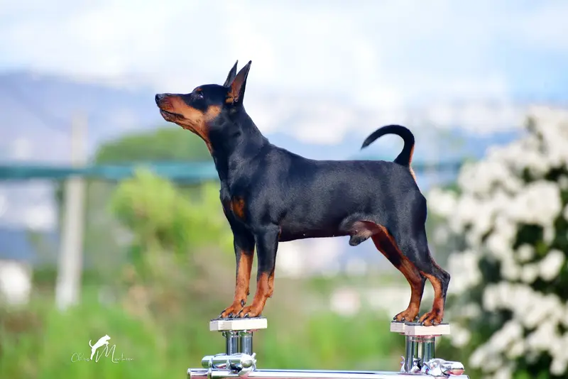 Portée de Pinscher nain, élevage Of Black Crystal Shadow