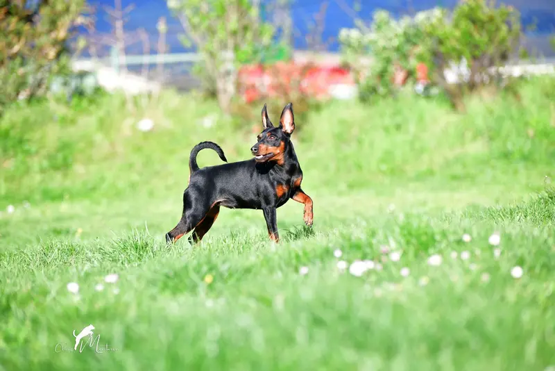 Portée de Pinscher nain, élevage Of Black Crystal Shadow