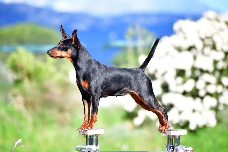 Portée de Pinscher nain, élevage Of Black Crystal Shadow
