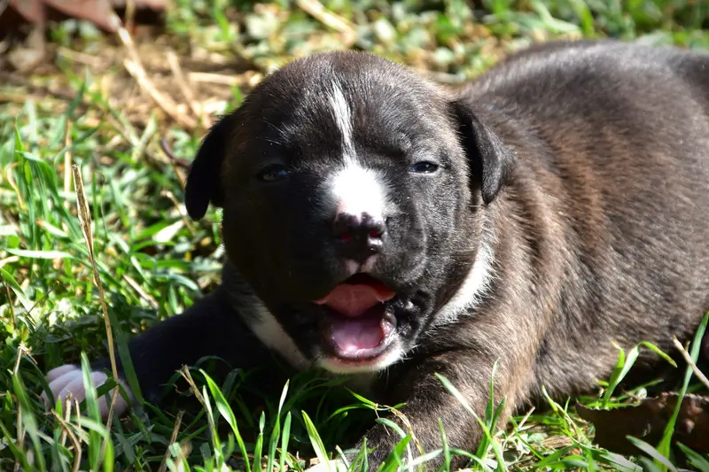 Chiot, American Staffordshire terrier, élevage Lechis