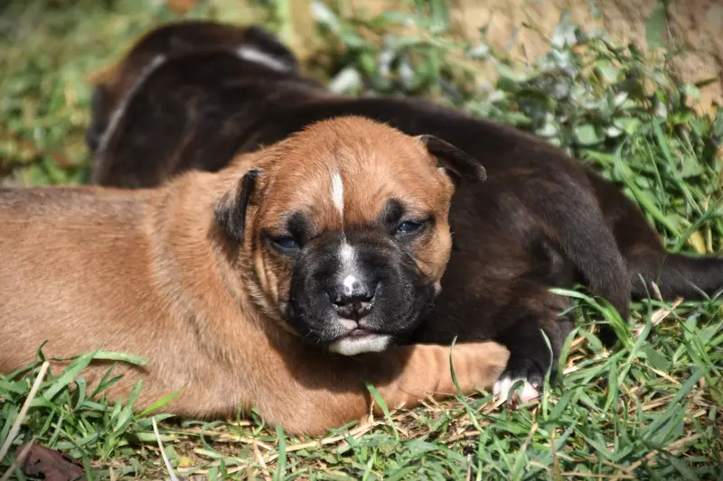 Chiot, American Staffordshire terrier, élevage Lechis