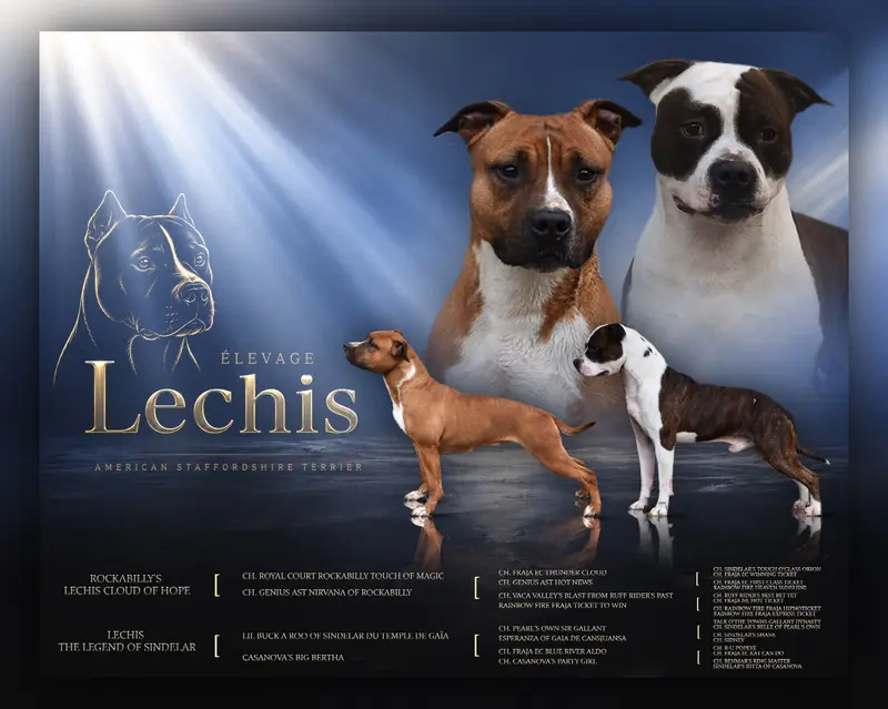 Portée de American Staffordshire terrier, élevage Lechis