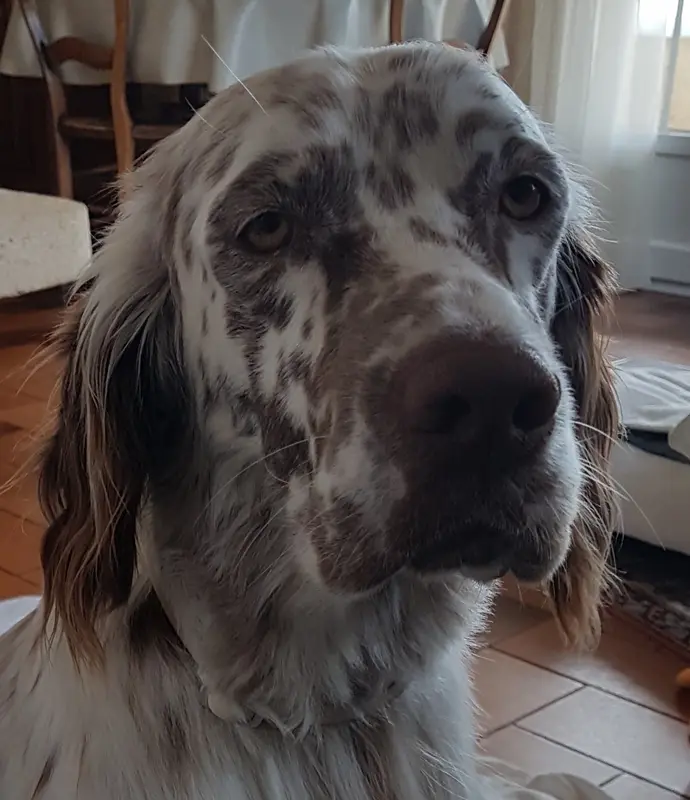 Père de la portée de Setter anglais, élevage Team de la Plume Doree