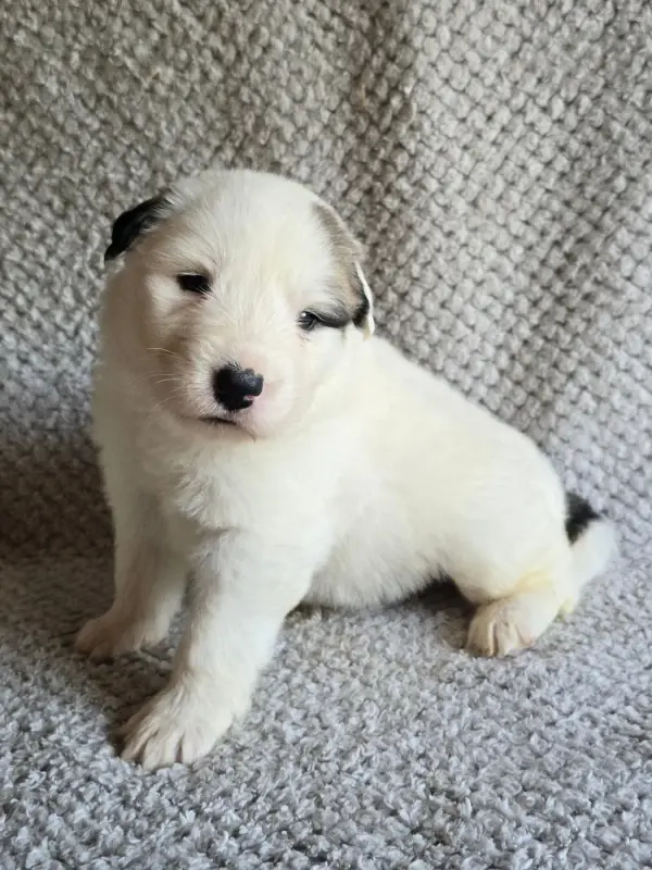 Portée de Chien de montagne des Pyrénées, élevage De la Vallee des Ch'Tis Patou